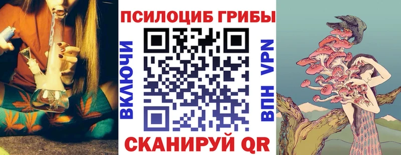 где найти   Онега  Псилоцибиновые грибы Psilocybine cubensis 